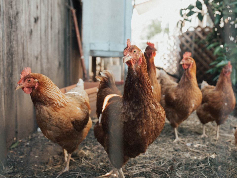 farm, smallholding, chicken