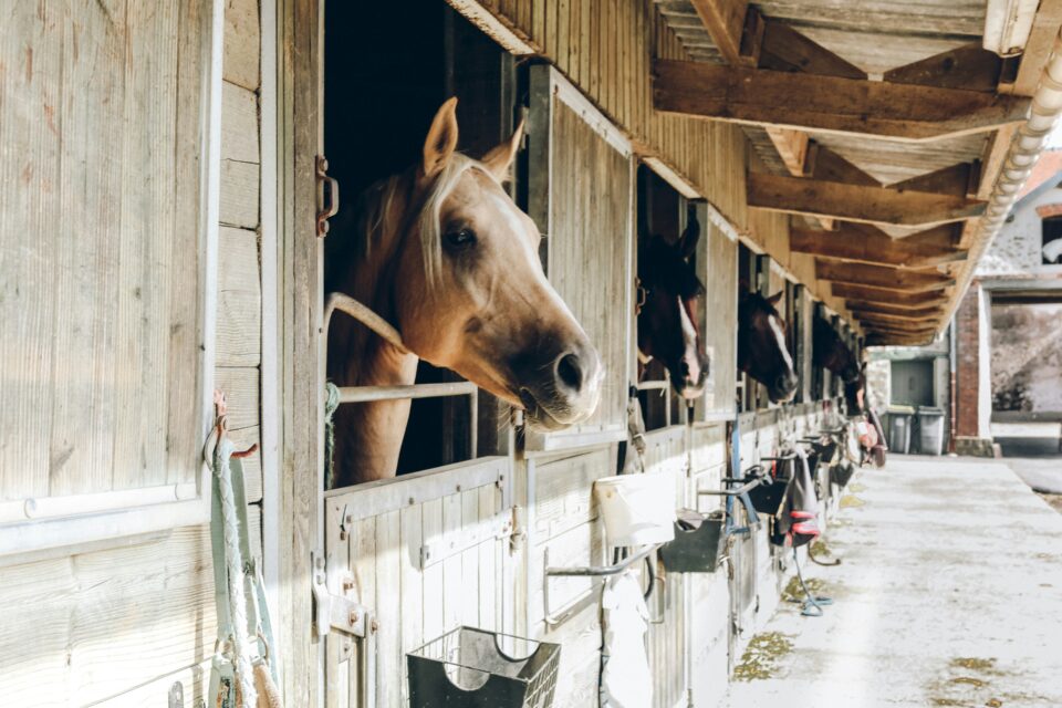 Horse in a stable block, Better Time Management for Equine Businesses